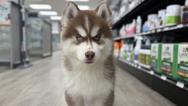 [#2564-04] Red / White M Siberian Husky Puppies for Sale