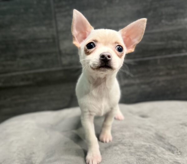 [#L16555] Cream F Chihuahua Puppies for Sale