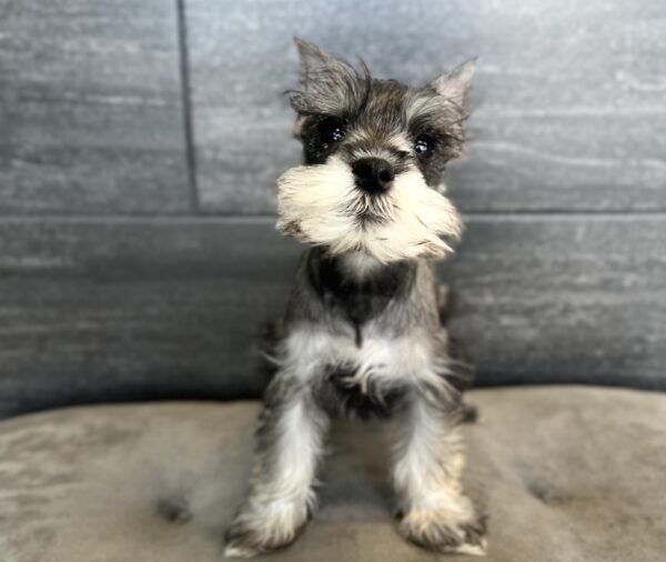 [#25345-04] Salt / Pepper M Miniature Schnauzer Puppies for Sale