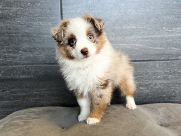 [#25135-02] M Toy Australian Shepherd Puppies for Sale