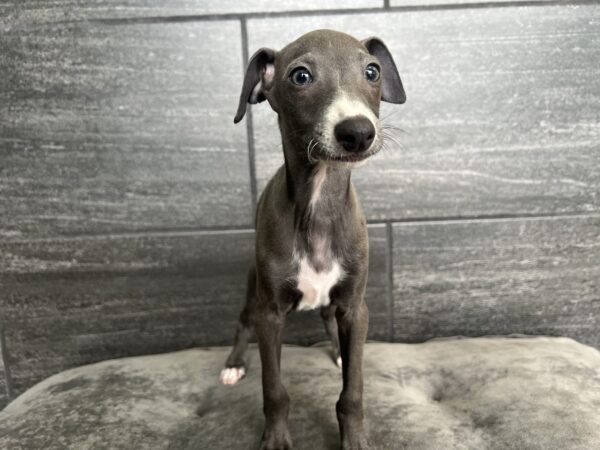 [#25254-04] Blue / White M Italian Greyhound Puppies for Sale
