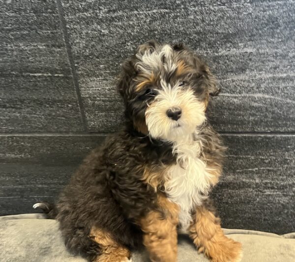 [#25674-01] Chocolate White Tan M Bernedoodle Mini 2nd Gen Puppies for Sale