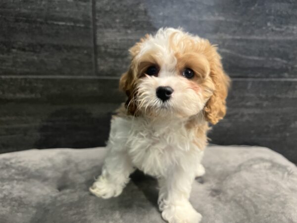 [#25367-04] Red / White F Cavapoo Puppies for Sale
