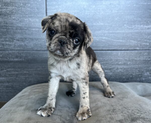 [#M00902] Blue Merle M Pug Puppies for Sale