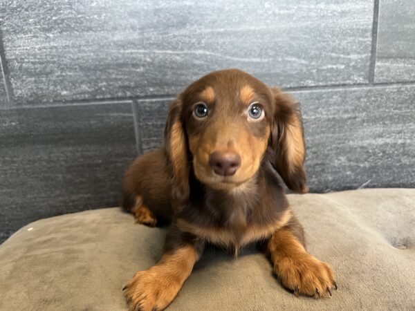 [#M00265] Chocolate and Tan M Dachshund Puppies for Sale