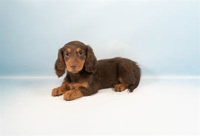 [#M00265] Chocolate and Tan M Dachshund Puppies for Sale
