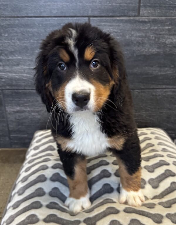 [#M02973] Black Rust and White F Bernese Mountain Dog Puppies for Sale