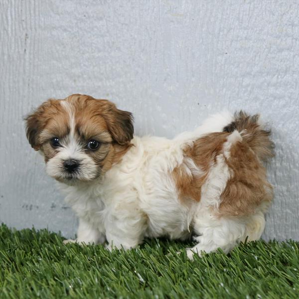 [#25682-05]  - Brown / White F Teddy Bear Puppies for Sale