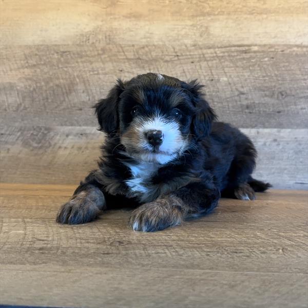 [#25738-03]  - Black Rust / White M Bernedoodle Mini Puppies for Sale