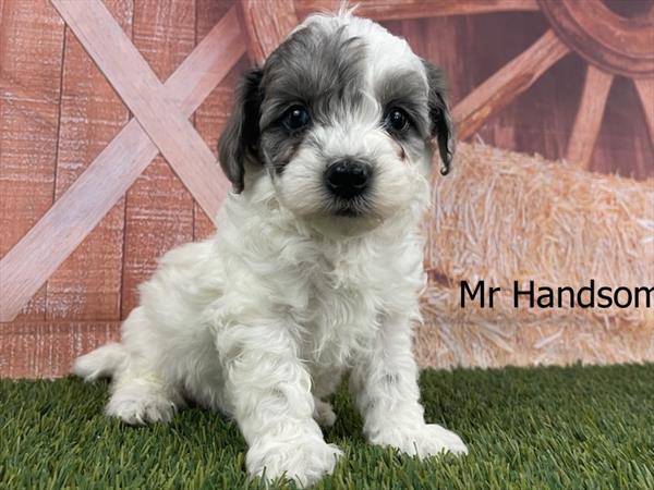 [#25282-02]  - Blue Merle / White M Poodle Mini/Goldendoodle Mini Puppies for Sale