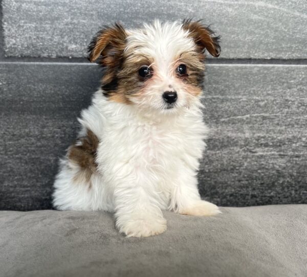 [#M02547] - Gold and White F Chorkie Puppies for Sale