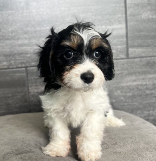 [#25598-03] - Tri-Colored M Cavachon Puppies for Sale
