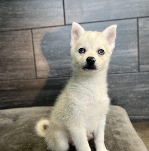 [#M02032] - White M Pomski Puppies for Sale