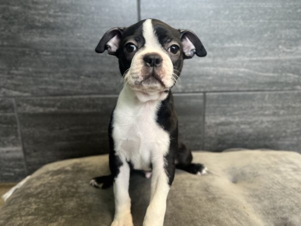 [#25625-01] - Black / White M Boston Terrier Puppies for Sale