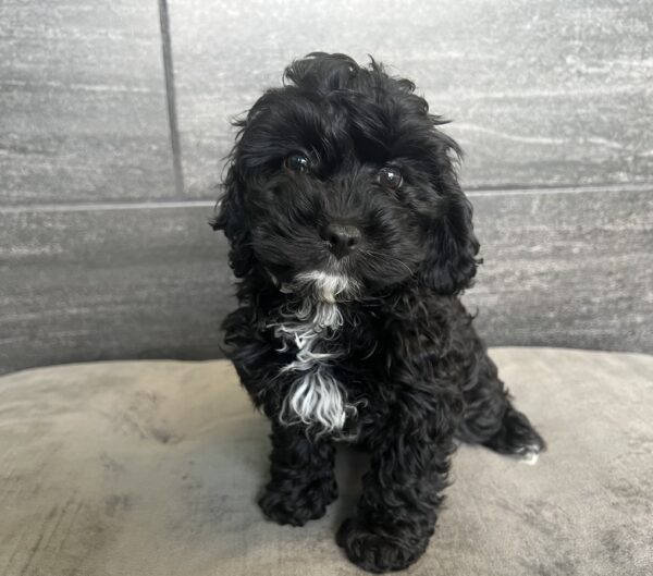 [#25205-05]  - Black F Cavapoo Puppies for Sale