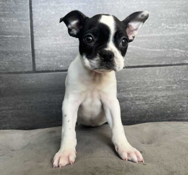 [#25642-04]  - White / Black M Boston Terrier Puppies for Sale
