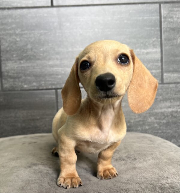 [#25662-04]  - Cream / White M Dachshund Puppies for Sale