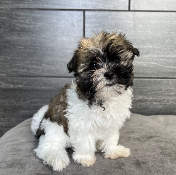 [#25175-02] - Sable / White F Havanese Puppies for Sale