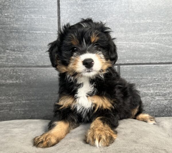 [#25738-03]  - Black Rust / White M Bernedoodle Mini Puppies for Sale