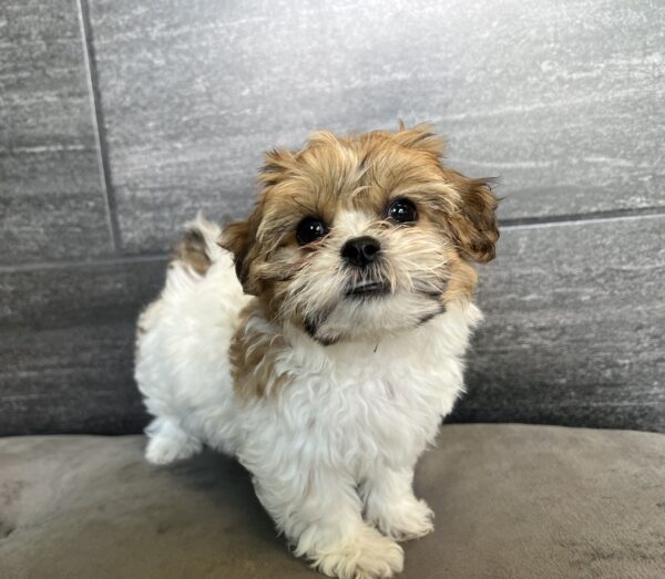 [#25682-05]  - Brown / White F Teddy Bear Puppies for Sale