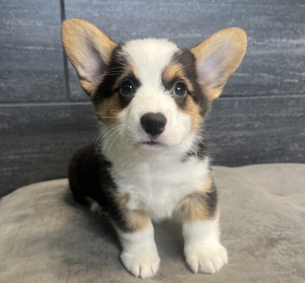 [#25823-02]  - Black M Pembroke Welsh Corgi Puppies for Sale