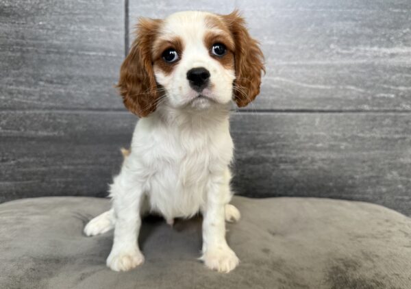 [#25708-01]  - Blenheim M Cavalier King Charles Spaniel Puppies for Sale