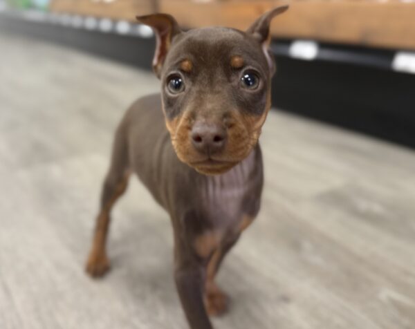 [#251052-01]  - Chocolate / Rust M Miniature Pinscher Puppies for Sale