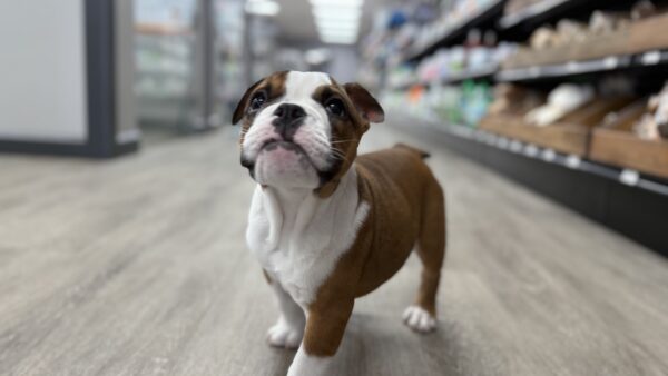 [#25165-04] F Bulldog Puppies for Sale