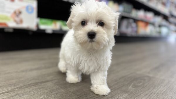 [#M02050]  - White M Coton De Tulear Puppies for Sale