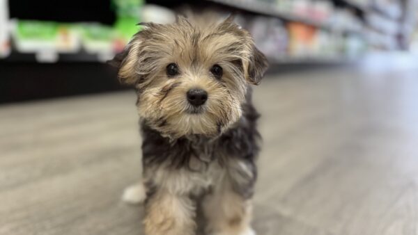 [#M01335]  - Black and Tan F Morkie Puppies for Sale