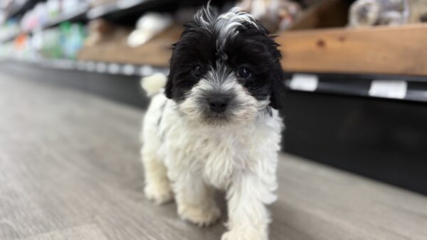 [#25803-02]  - Black / White F Maltipoo Puppies for Sale