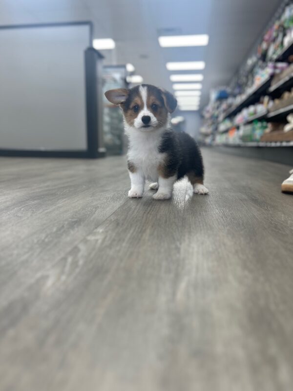 [#M02264]  - Black and Tan M Pembroke Welsh Corgi Puppies for Sale
