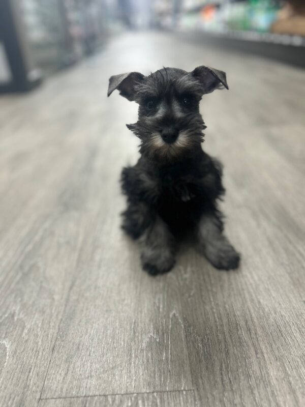 [#25871-01]  - Salt / Pepper M Miniature Schnauzer Puppies for Sale