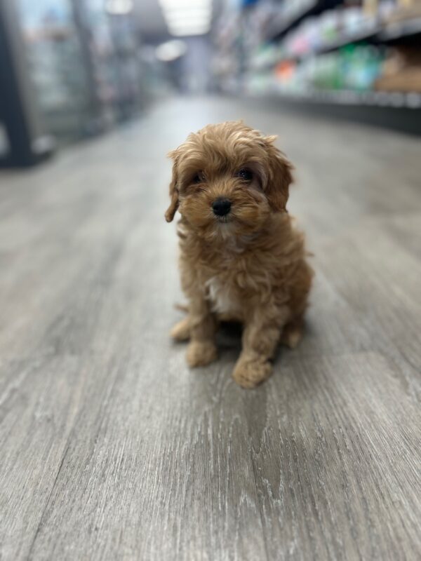 [#25650-03]  - Apricot F Cavapoo Puppies for Sale