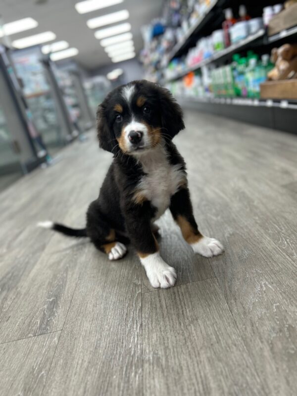 [#25766-05]  - Black M Bernese Mountain Dog Puppies for Sale