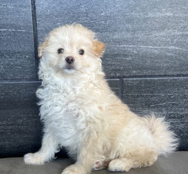[#25222-03] Apricot F PomAPoo Puppies for Sale