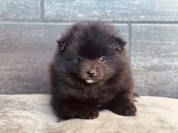 [#25201-01] - M Pomeranian Puppies for Sale