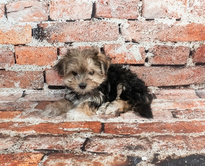 [#M01335]  - Black and Tan F Morkie Puppies for Sale