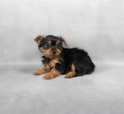 [#M02200]  - Black and Tan M Yorkshire Terrier Puppies for Sale