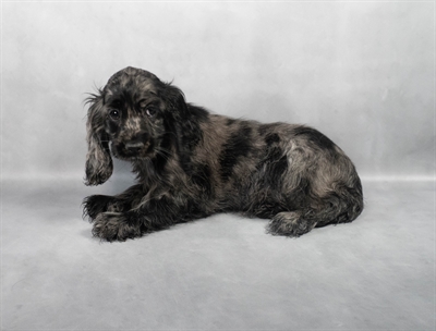 [#M04944]  - Blue Roan F Cockalier Puppies for Sale