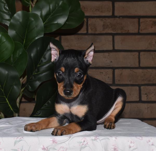 [#25224-03]  - Black / Rust M Miniature Pinscher Puppies for Sale