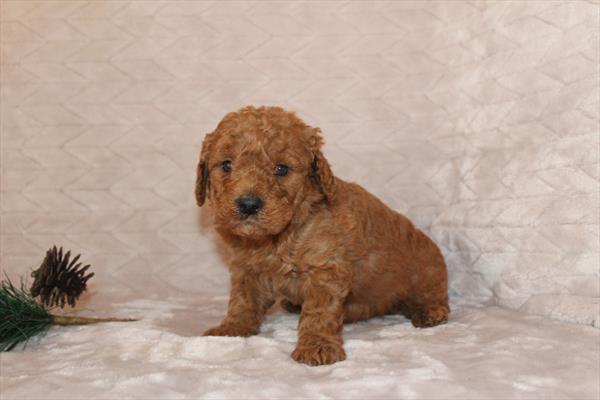 [#25731-05]  - Red M Poodle Mini/Goldendoodle 2nd Gen Puppies for Sale