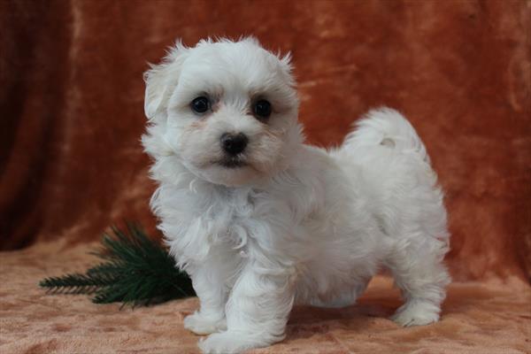 [#25727-01]  - White M Maltese Puppies for Sale