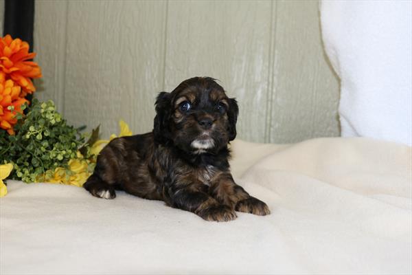 [#25749-03]  - Sable F Cocker Spaniel Puppies for Sale