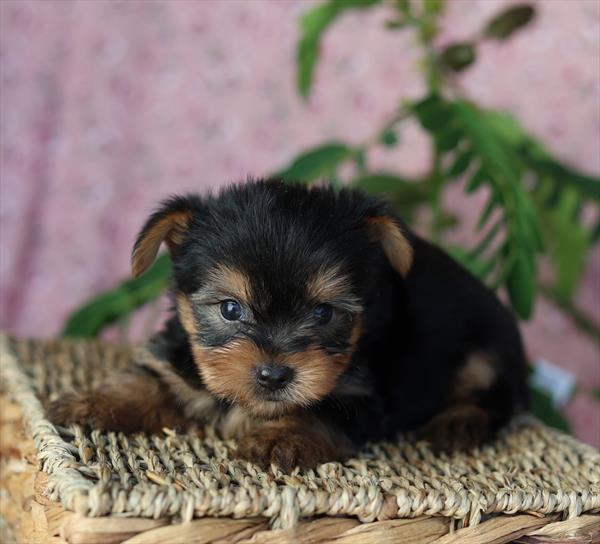 [#25368-02]  - Black / Tan M Yorkshire Terrier Puppies for Sale