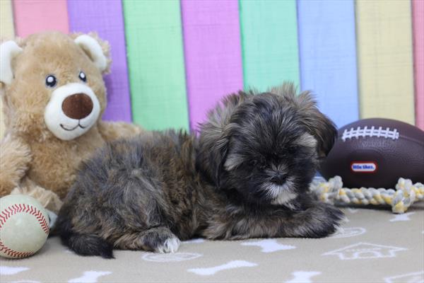 [#25890-04]  - Brindle F Shih Tzu Puppies for Sale