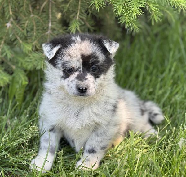 [#25274-01]  - Blue Merle F Pomsky Puppies for Sale