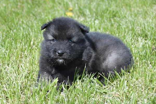 [#251257-01]  - Black Silver M Keeshond Puppies for Sale