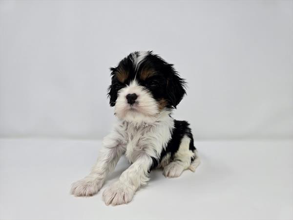 [#25447-03]  - Tri-Colored M Cavalier King Charles Spaniel Puppies for Sale