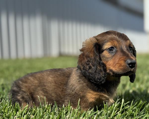 [#25272-01]  - Wild Boar M Dachshund Puppies for Sale